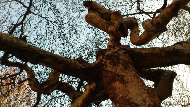 Branches of our futures 1