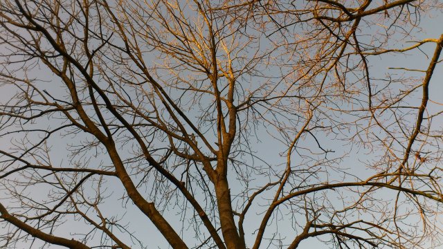 Branches of our futures 2